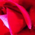 37h27h1f472h103h9i2 rosa2