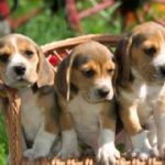 6c5a8ci0ca673h3e0fh filhotes