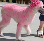 Gays vira-latas 13 83694