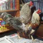 cc745h80571a88egg9i galosgays