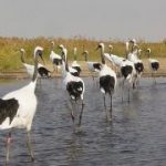 Garças fêmeas "namoram" em santuário chinês 13 hfhac68cheb50fe8id7 garcaok