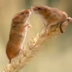 0i22c0048h5f5462e2h mice