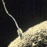 7d763a9b7ea0cf941h2 inseminacao