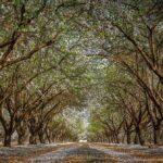 "Fresno Completa 25 Anos: O Que Esperar da Turnê 'Eu Nunca Fui Embora' e do Novo Álbum?" 13 181587 1734009313 original