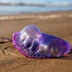 "Revelações de Rihanna sobre sua primeira audição com Jay-Z: Polêmica e dinâmica de poder na indústria musical" 12 181789 1734108332 original