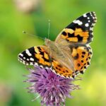 182185 1734349453 original