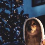 "Desaparecimento do cachorro de Anitta em noite de Natal gera comoção e mobilização nas redes sociais"