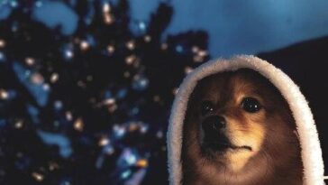 "Desaparecimento do cachorro de Anitta em noite de Natal gera comoção e mobilização nas redes sociais"