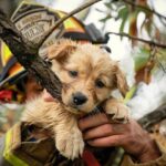 "Resgate de cachorro de Anitta mobiliza bombeiros e fãs: como a busca se tornou um evento emocionante no Natal"