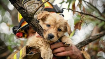 "Resgate de cachorro de Anitta mobiliza bombeiros e fãs: como a busca se tornou um evento emocionante no Natal"