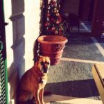 "Desaparecimento do cachorro de Anitta: como a cantora mobilizou ajuda e enfrentou o medo durante o Natal"
