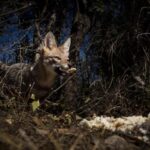 "Segredos e Vingança: Como a Nova Temporada de 'The Day of the Jackal' Explora a Complexidade das Relações Humanas e Identidade"