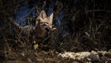 "Segredos e Vingança: Como a Nova Temporada de 'The Day of the Jackal' Explora a Complexidade das Relações Humanas e Identidade"