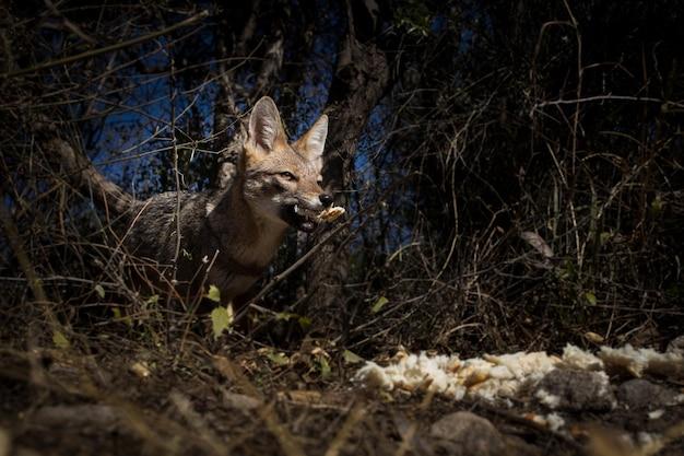 "Segredos e Vingança: Como a Nova Temporada de 'The Day of the Jackal' Explora a Complexidade das Relações Humanas e Identidade"