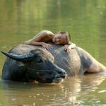 "Como a Aparelhagem Carabao Transformou o Cenário Musical do Pará com Inovações e Tradições"