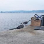 "Financiamento Governamental Renova Esperanças para Monitoramento do Marbled Murrelet na Colúmbia Britânica" 13 "Financiamento Governamental Renova Esperanças para Monitoramento do Marbled Murrelet na Colúmbia Britânica"