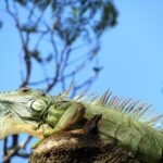 "Encontro inusitado: o que a presença de iguanas na Flórida revela sobre a fauna urbana e seus desafios" 12 "Encontro inusitado: o que a presença de iguanas na Flórida revela sobre a fauna urbana e seus desafios"