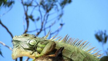 "Encontro inusitado: o que a presença de iguanas na Flórida revela sobre a fauna urbana e seus desafios"