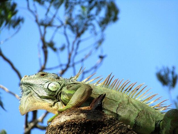 "Encontro inusitado: o que a presença de iguanas na Flórida revela sobre a fauna urbana e seus desafios"