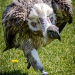 "Legado e Luto: A Influência de The Vivienne na Cena Drag Após sua Trágica Morte"