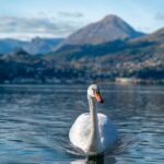 "Controvérsia nas Redes: Gala Montes e o Uso Pejorativo da Orientação Sexual em Conflito com a Comunidade LGBT"