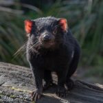 "Debate sobre Registro de Trabalho com Pessoas Vulneráveis na Tasmânia: Proposta de Lei em Meio a Acusações de Comportamento Inadequado"