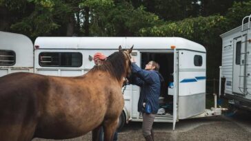 "Trailer de 'On Swift Horses': Como o Filme de Daniel Minahan Explora a Comunidade LGBTQ+ nos Anos 50"