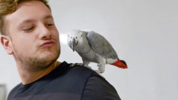 "Cockatoo Dançarino Viral: O Que a Popularidade de Charlie Revela Sobre a Responsabilidade de Ter um Animal de Estimação"