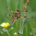 "Advogado Paul Tweed Processa Acadêmico por Difamação: A Controvérsia em Torno de Acusações de Agente Encoberto"