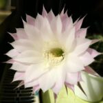 Aimee Lou Wood Revela Oportunidade Perdida de Ser Jurada em "RuPaul's Drag Race" Devido a Compromissos Teatrais: O Que Isso Significa Para Seu Futuro na Indústria do Entretenimento?