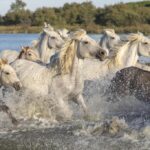 "Festival de Viña del Mar: As 10 Apresentações Que Definiram a História da Música Latina Segundo uma IA" 13 "Festival de Viña del Mar: As 10 Apresentações Que Definiram a História da Música Latina Segundo uma IA"