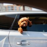 "Após assassinato de estilista LGBT, mascotes ganham novo lar e simbolizam a luta por direitos em Guanajuato"