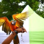 "Carnaval do Rio 2025: Desfiles Marcam Homenagens Emocionantes e Inovações Culturais no Sambódromo"
