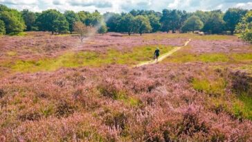 "Hampstead Heath: O Conflito Entre Caminhantes de Cães e Ativistas LGBTQ+ Que Divide Opiniões em Londres"