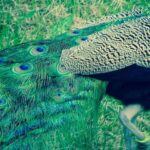 "Março de 2025: O Que Esperar dos Lançamentos do Peacock e a Representação LGBTQ+ no Cinema"