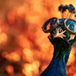 "Wicked: O que esperar da adaptação cinematográfica que chega ao streaming e promete revolucionar a história de Oz?"
