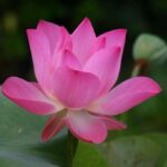 "Análise da Controvérsia em 'The White Lotus': Como Interpretações Preconceituosas Afetam a Discussão sobre Sexualidade e Representação na Mídia"