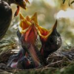 "Como 'Sunrise on the Reaping' Superou Expectativas de Vendas e o Que Isso Revela sobre o Legado de Jogos Vorazes"