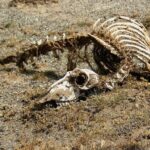 Último Vídeo de Paul O'Grady: Reflexões de um Ícone da Televisão Britânica Antes da Partida