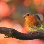 "Como o Apoio Massivo dos Torcedores Pode Influenciar o Desempenho do Stoke City na Championship?"