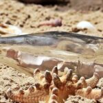 "Disputa acirrada na Flórida: O que a eleição especial entre Gay Valimont e Jimmy Patronis revela sobre as prioridades dos eleitores?"