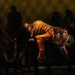 "Clemson Music Fest: Como um Festival de Música Está Transformando Vidas e Arrecadando Fundos para uma Causa Urgente"