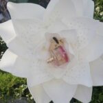 "Amor e Vingança em 'The White Lotus': A Trágica História de Rick e Chelsea que Desafia as Expectativas do Público"