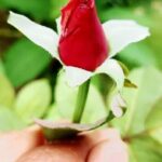"Como o Dia Internacional do Rosa Evoluiu de um Protesto Estudantil para um Movimento Global Contra o Bullying e a Discriminação"