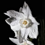 A Restauração de "Pink Narcissus": Como um Clássico Queer de 1971 Continua a Desafiar Normas e Inspirar Novas Gerações
