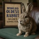 Com 15 anos, Herbie encanta Surrey, Reino Unido, e desafia os limites da longevidade dos coelhos