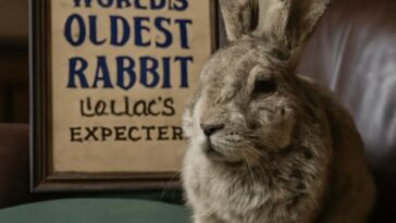 Com 15 anos, Herbie encanta Surrey, Reino Unido, e desafia os limites da longevidade dos coelhos